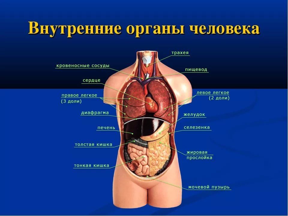 схема с изображением внутренних органов человека и легкого давления корсета схема с изображением внутренних органов человека и легкого давления корсета